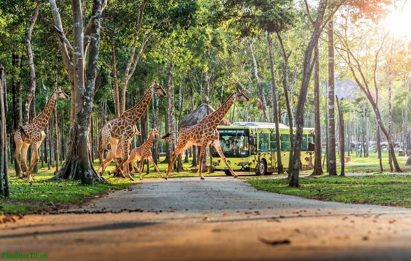 Safari Phu Quoc